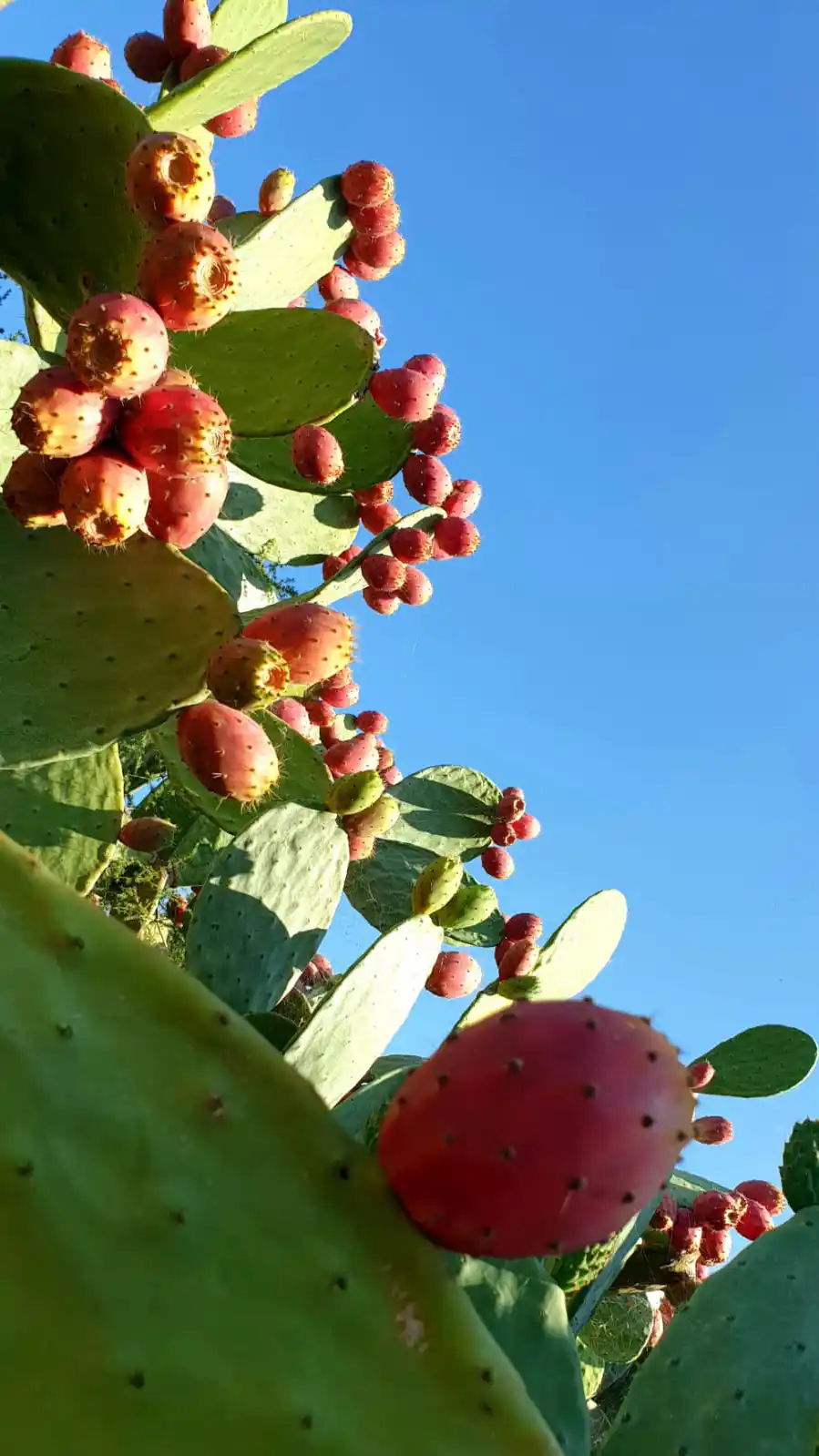 Fichi d'India dentro la proprietà