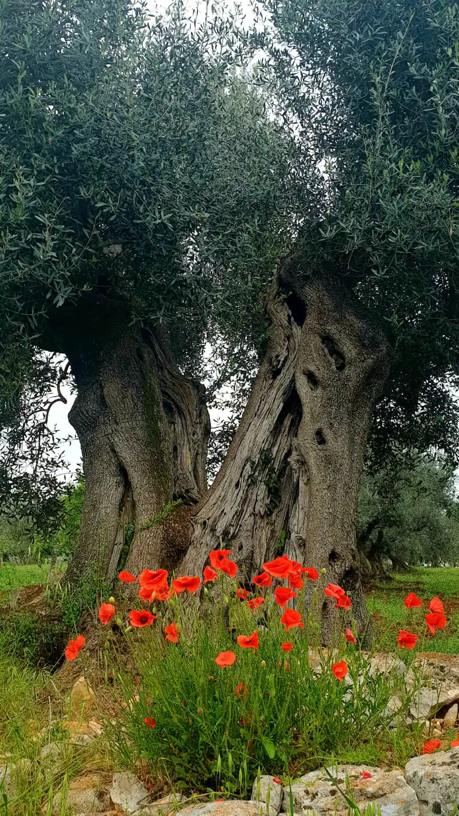 Ulivo secolare con papaveri