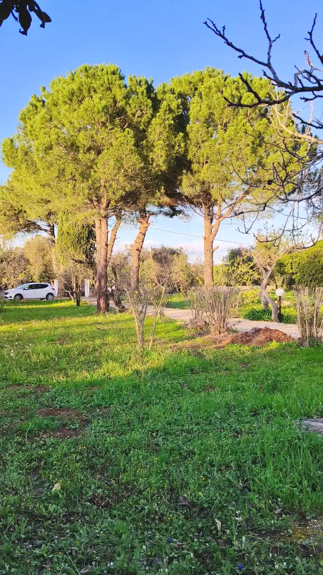 Viale con alberi di pino